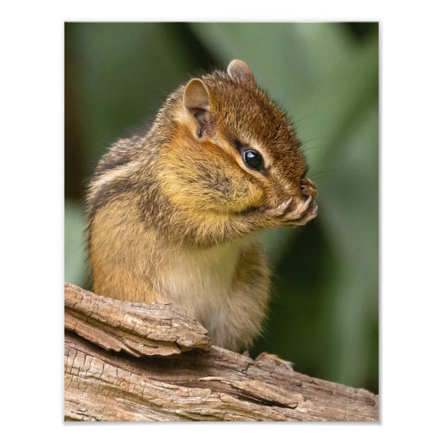 Foto Algo Cheira Chipmunk (Frente)
