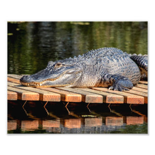 Foto Alligator 10x8 em Homosassa Primaveras Wildlife St