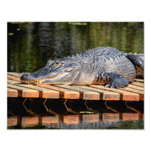 Foto Alligator 14x11 em Homosassa Primaveras Parque da 