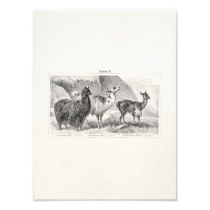 Foto Alpacas dos lamas do modelo da alpaca do lama do