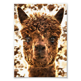 Foto Alpacas Rostos Completos