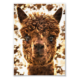 Foto Alpacas Rostos Completos