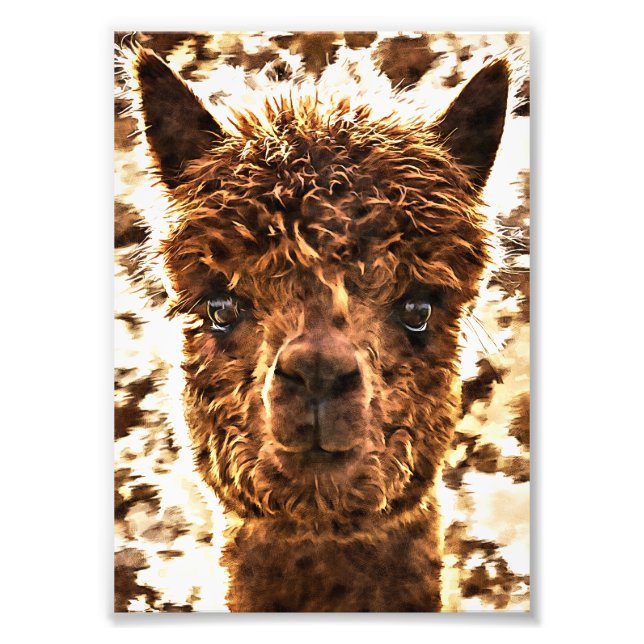 Foto Alpacas Rostos Completos (Frente)