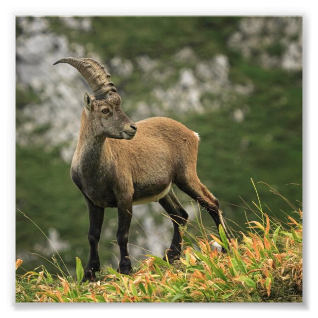 Foto Alpino selvagem, capra ibex ou steinbock (Frente)