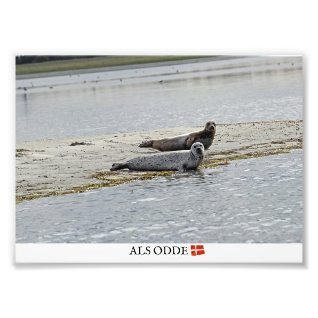 Foto Als Odde/Denmark Seals Photo Impressão! (Frente)