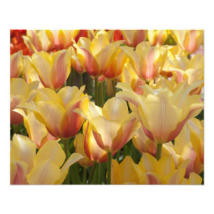 Foto Amarele tulipas Multi-Coloridas 20" x 16"