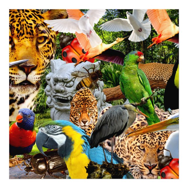 FOTO AMAZÔNIA (Frente)