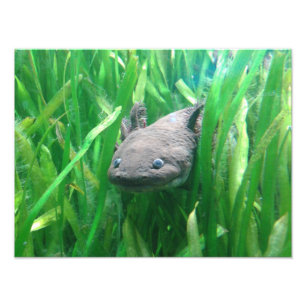 Foto Ambystoma andersoni