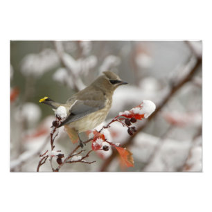 Foto Amelinha adulta em pilriteiro com neve