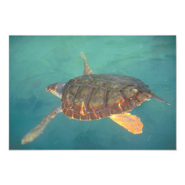 Foto América Central, Panamá, Bocas Del Torro (Frente)