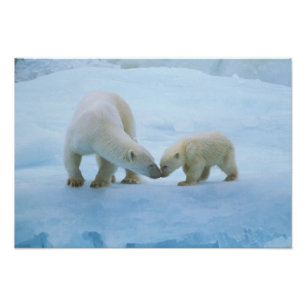 Foto América do Norte, Ártico Canadense. Urso polar