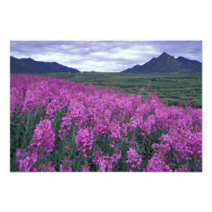 Foto América do Norte, Canadá, Yukon. Epilóbio floresce