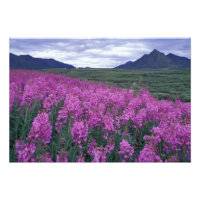 América do Norte, Canadá, Yukon. Flores de hélice