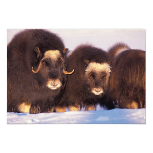 Foto América do Norte, EUA, Alasca, Círculo Ártico