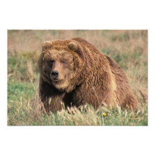 Foto América do Norte, EUA, Alasca, ilha Kodiak,