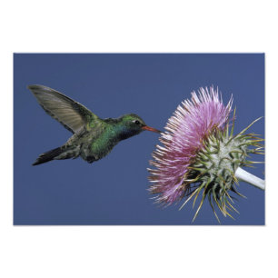 Foto América do Norte, EUA, Arizona. Bloco largo