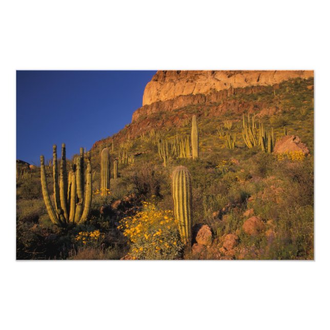 Foto América do Norte, EUA, Arizona, Organ Pipe Cactus  (Frente)