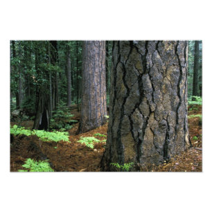 Foto América do Norte, EUA, Califórnia, Yosemite 2
