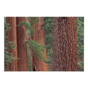 Foto América do Norte, EUA, Califórnia, Yosemite NP,