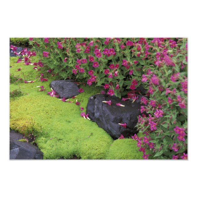 Foto América do Norte, EUA, Washington, Monte Rainier (Frente)