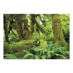 Foto América do Norte, EUA, Washington, Olímpico 2