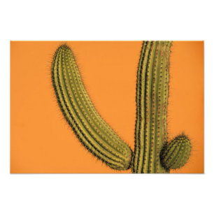 Foto América do Norte, México, Baixa Califórnia, Cab