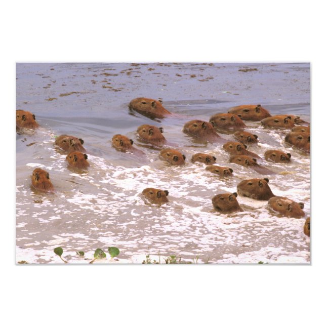 Foto América do Sul, Venezuela, região Lano. (Frente)