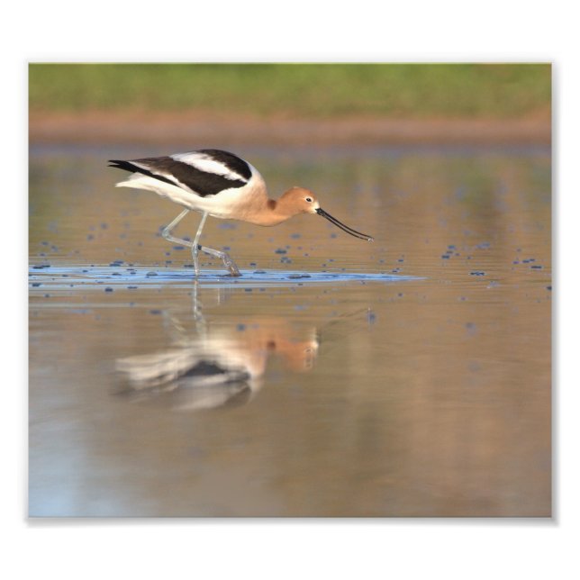 Foto American Avocet nas lagoas (Frente)