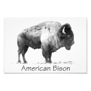 Foto American Bison