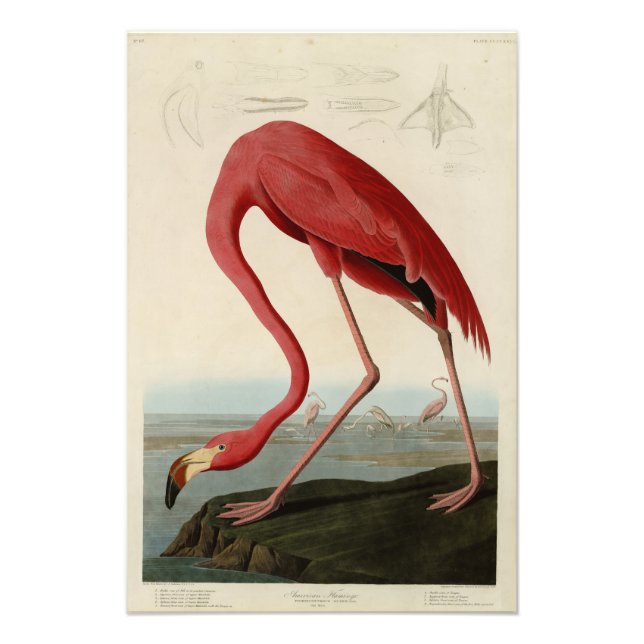 Foto American Flamingo, das Aves da América de Audubon (Frente)