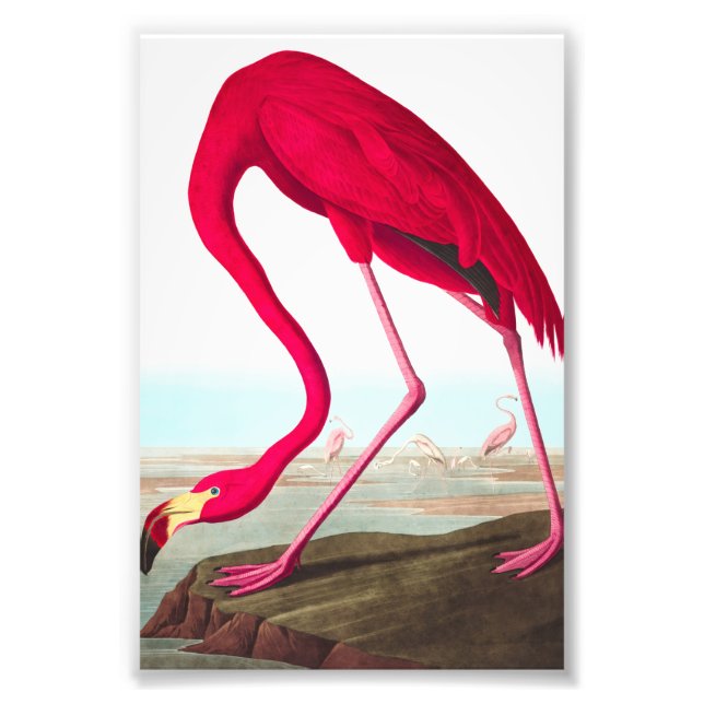 Foto American Flamingo, por John James Audubon (Frente)