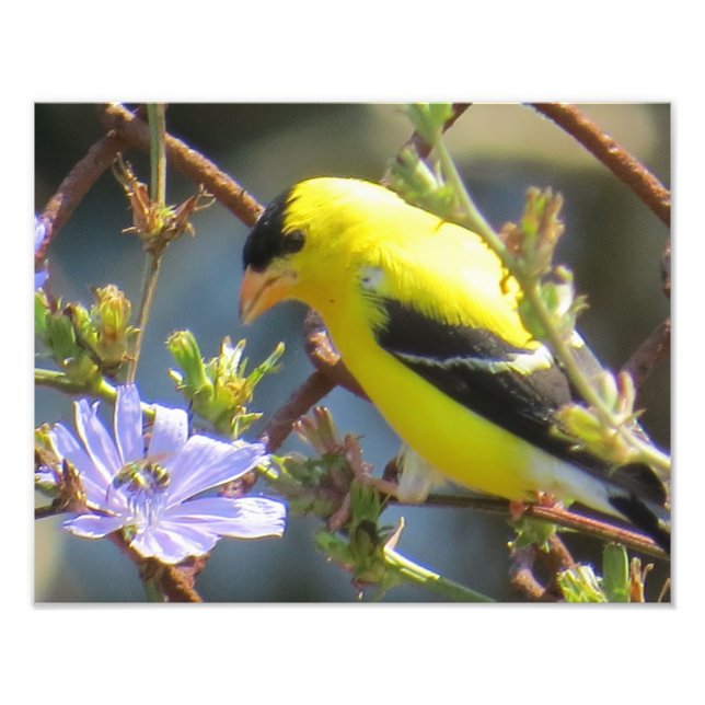 Foto American Goldfinch (Frente)