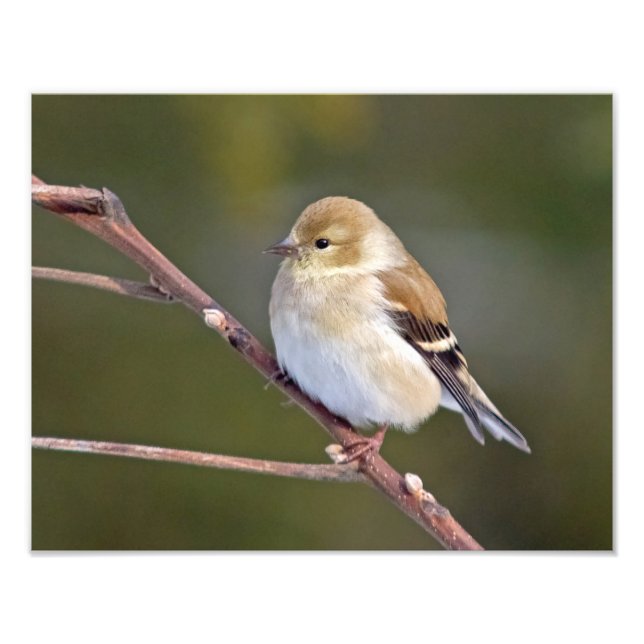 Foto American Goldfinch (Frente)