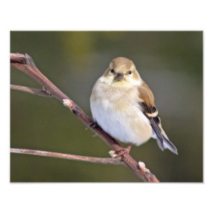 Foto American Goldfinch Olhando Para Você