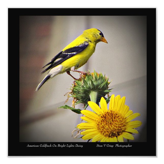 Foto American Goldfinch Sobre Daisy Wall Art Impressão (Frente)