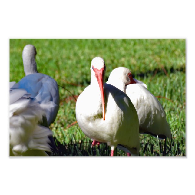 Foto American White Ibis (Frente)