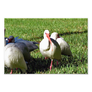 Foto American White Ibis