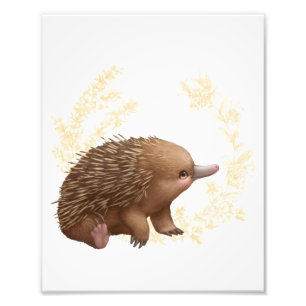 Foto Amigos australianos pequenos - Echidna