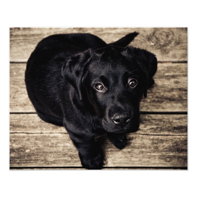 Foto Amor de cão fofo (Frente)