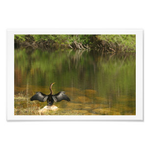 Foto Anahinga Secando suas Asas
