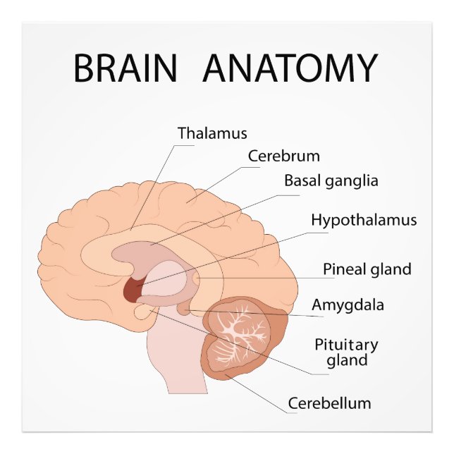 Foto Anatomia cerebral (Frente)