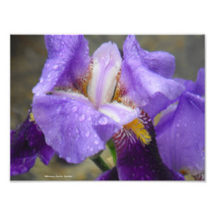 Foto Anatomia da coleção IV da tulipa