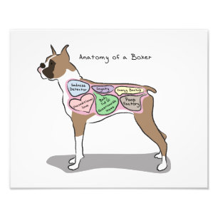 Foto Anatomia de um Boxer - Impressão