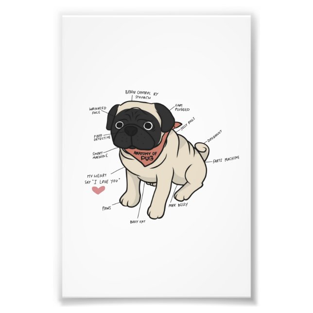 Foto Anatomia Do Cachorro Pug (Frente)