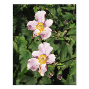 Foto Anêmonas cor-de-rosa de 11"x14"