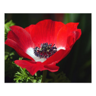 Foto Anemone Vermelho