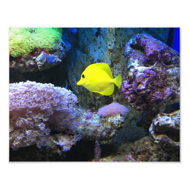 Foto Angelfish amarelo (Frente)