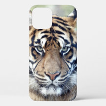 Foto, animais, tigre, tigre. iPhon de gabinete