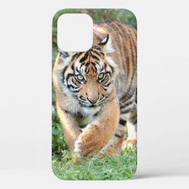 Foto, animais, tigre, tigre. iPhon de gabinete