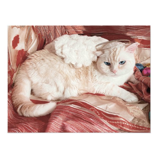 Foto Anjo Kitty (Frente)